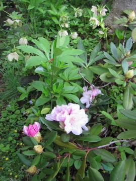 �V���N�i�Q