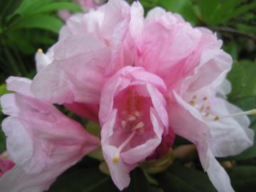 �V���N�i�Q