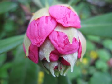 �V���N�i�Q