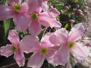 �N���}�`�X�E�����^�i�E�G���U�x�X