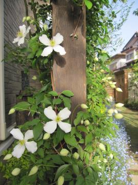 �N���}�`�X�E�����^�i�E�X�m�[�t���[�N