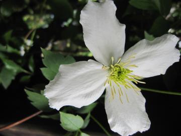 �N���}�`�X�E�����^�i�E�X�m�[�t���[�N