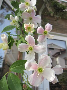 �N���}�`�X�E�����^�i�E���[�x���X