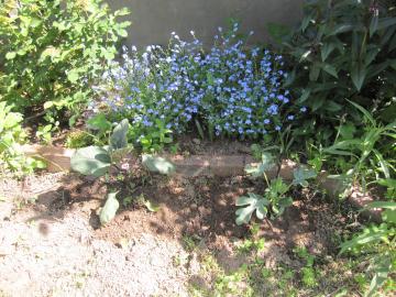 �~�Y�i�X�ƃX�C�J