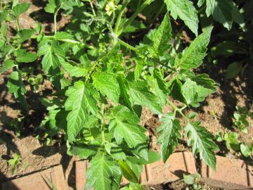 �Ԓd�̒��̃g�}�g