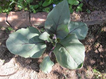 �Ő��̒��̃~�Y�i�X�̕c