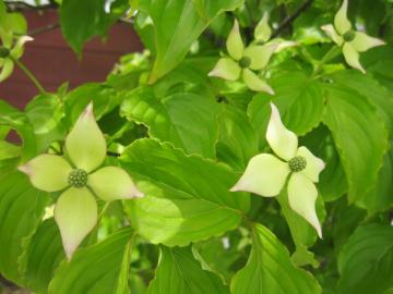 ���}�{�E�V