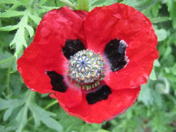 �|�s�[�E�R�����^�c���E���f�B�[�o�[�h�@�P�V��