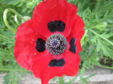 �|�s�[�E�R�����^�c���E���f�B�[�o�[�h�@�P�V��