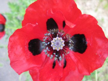 �|�s�[�E�R�����^�c���E���f�B�[�o�[�h�@�P�V��