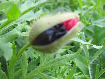 �|�s�[�E�R�����^�c���E���f�B�[�o�[�h�@�P�V��