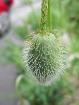 �|�s�[�E�R�����^�c���E���f�B�[�o�[�h�@�P�V��