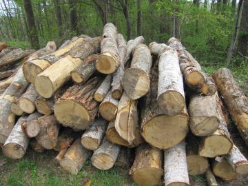 �����̉�