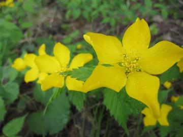 �����̉�