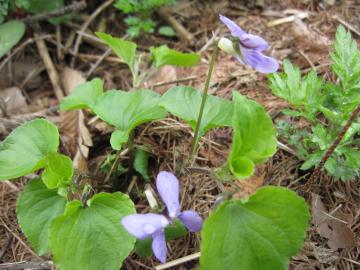 �����̉�