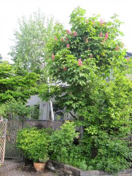 �}���j�G�̖�