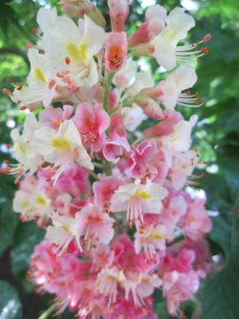 �}���j�G�̉�