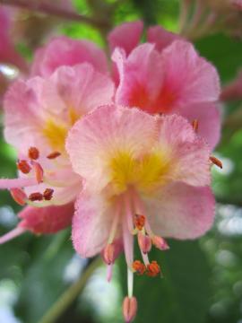 �}���j�G�̉�