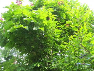 �}���j�G�̖�