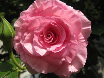 �����΂�Ԃ��K�N�}���l�b�g