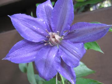 �����΂�ԁ@�N���}�`�X