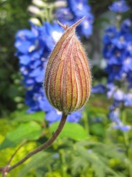 �N���}�`�X