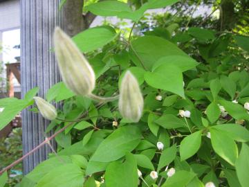 �N���}�`�X