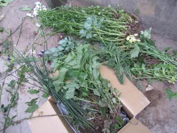 ���Ԃ��낢��