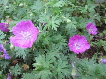 �����΂ȃt�E���\�E