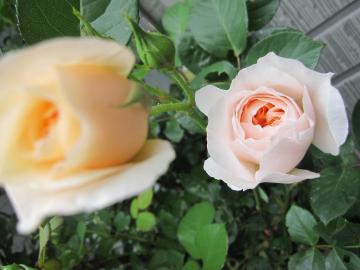 �W�F�[���I�[�X�`��