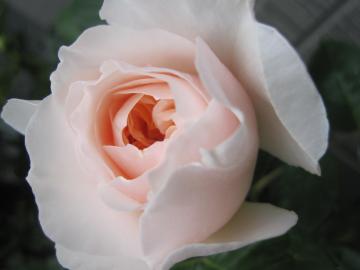 �W�F�[���I�[�X�`��