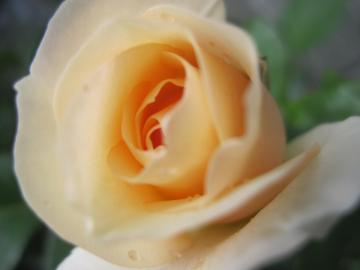 �W�F�[���I�[�X�`��