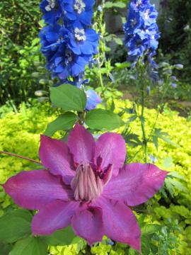 �N���}�`�X�E���L�}�V�A�E�f���t�H�j���[��