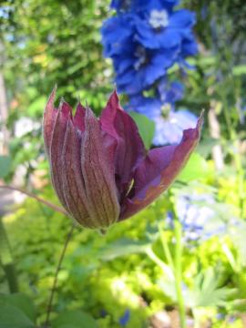 �N���}�`�X�E���L�}�V�A�E�f���t�H�j���[��