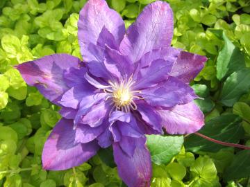 �N���}�`�X�E���L�}�V�A