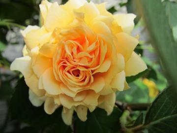 �o�t�r���[�e�B�[�@�I�[���h���[�Y