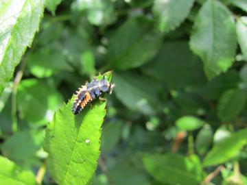 �Ă�Ƃ����̗c��