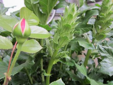 �A�J���T�X�@�s�G�[���̐�