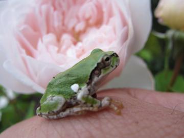 �O���~�X�L���b�X��