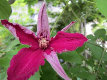 �N���}�`�X