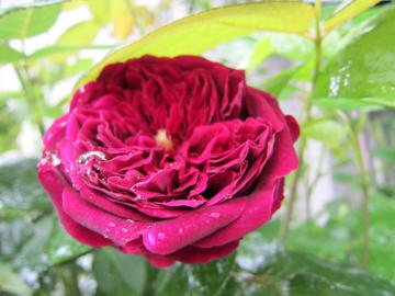 �U�E�v�����X