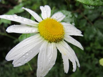 �}�[�K���b�g