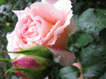 �A�u���n���_�[�r�[