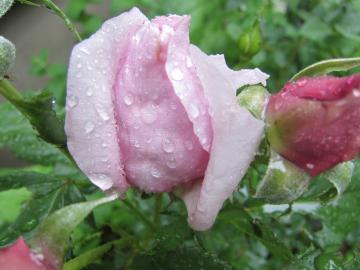 �{���o�h�[��