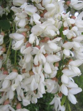 �A�J�V���̉�