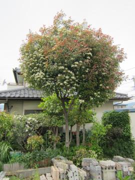 �傫�ȃ��b�h���r��