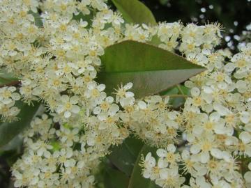 �傫�ȃ��b�h���r��