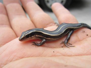 �J�l�`����