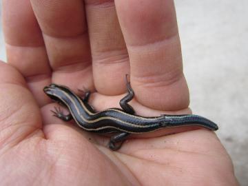 �J�l�`����