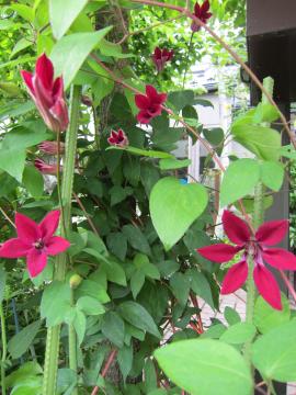 �N���}�`�X